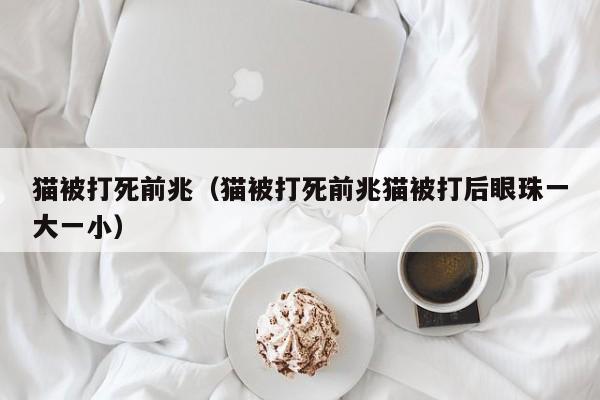 猫被打死前兆（猫被打死前兆猫被打后眼珠一大一小）
