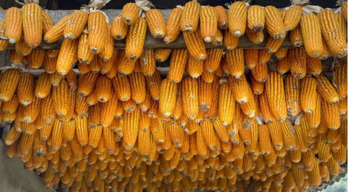 假期玉米上量猛增,现货大暴跌,外盘期货上涨,苞米何去何从?