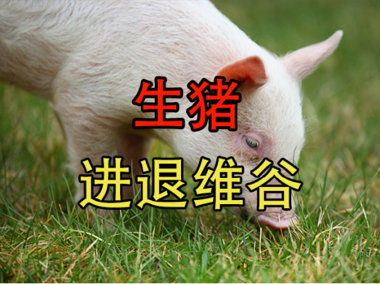 【中粮视点】生猪：进退维谷